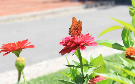 Mariposa